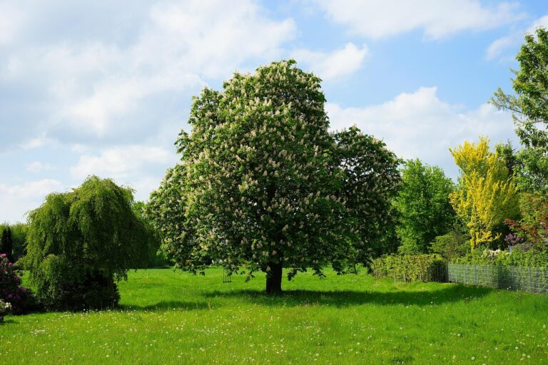 Alberi da giardino a crescita veloce: ecco i 5 migliori per fare ombra