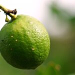 Infestazione di psilla sugli agrumi con rimedi naturali per la protezione delle piante.