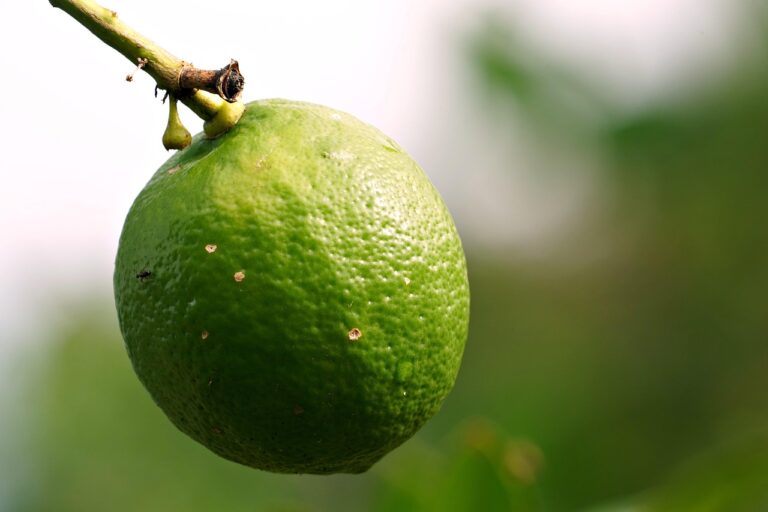 Allerta psilla sugli agrumi: ecco come combatterla naturalmente