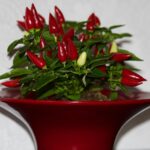 Peperoncini rossi maturi coltivati in un vaso su un balcone soleggiato.