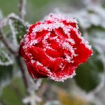 Giardiniere mentre pota rose in un giardino fiorito, suggerendo tecniche per fioriture annuali.