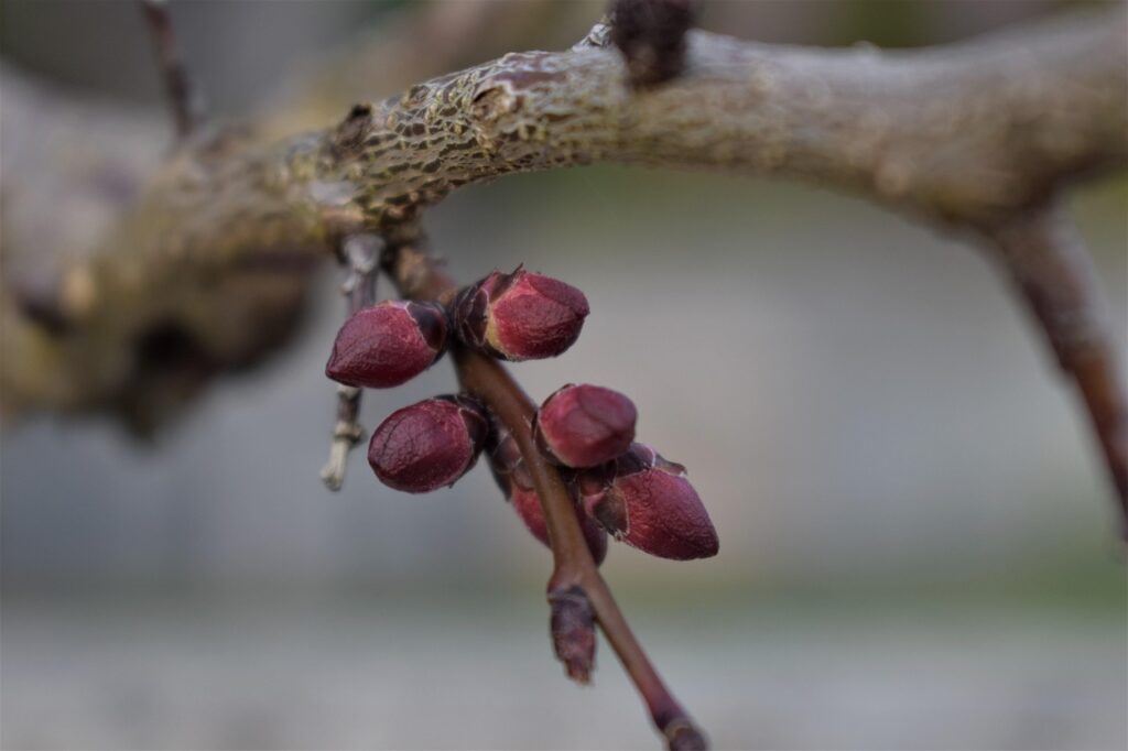 Come potare il pescare a marzo: ecco il metodo corretto