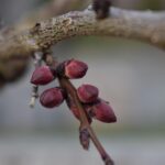 Giardiniere che pota un albero di pesco a marzo con attrezzi da giardinaggio.