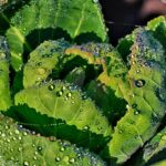 Semina di piante autunnali per raccolti primaverili: consigli e varietà ideali per novembre.