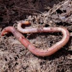 Immagine di un lombrico su terreno fertile, simbolo della lombricoltura casalinga.