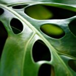 Foglia di Monstera con difetti, evidenziando l'errore comune che ne impedisce la perforazione.