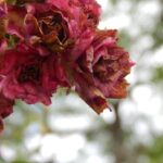 Rimedio naturale della nonna contro l'oidio sulle rose, con ingredienti semplici e efficaci.