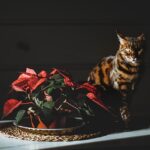Piante d'appartamento velenose per animali domestici, evidenziando quelle da evitare.