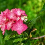 Talea di ortensia in vaso, pronta per la propagazione e la crescita di nuove piante.