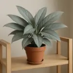 Aglaonema: cura della pianta del buio per principianti