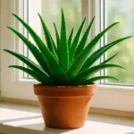 Pianta di aloe vera in casa porta sfortuna? Cosa dice la tradizione e cosa la scienza