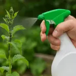 Quali sono i trattamenti naturali anti-afidi? Efficacia e sicurezza in un’unica soluzione