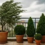 Quali sempreverdi sopportano meglio il vento? La scelta che mette al sicuro terrazzi e balconi esposti