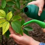 Contrasto alla clorosi ferrica: quali soluzioni rapide riportano il verde alle foglie
