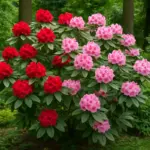 Giardinaggio con il rododendro: coltivazione, fioritura e resistenza al freddo